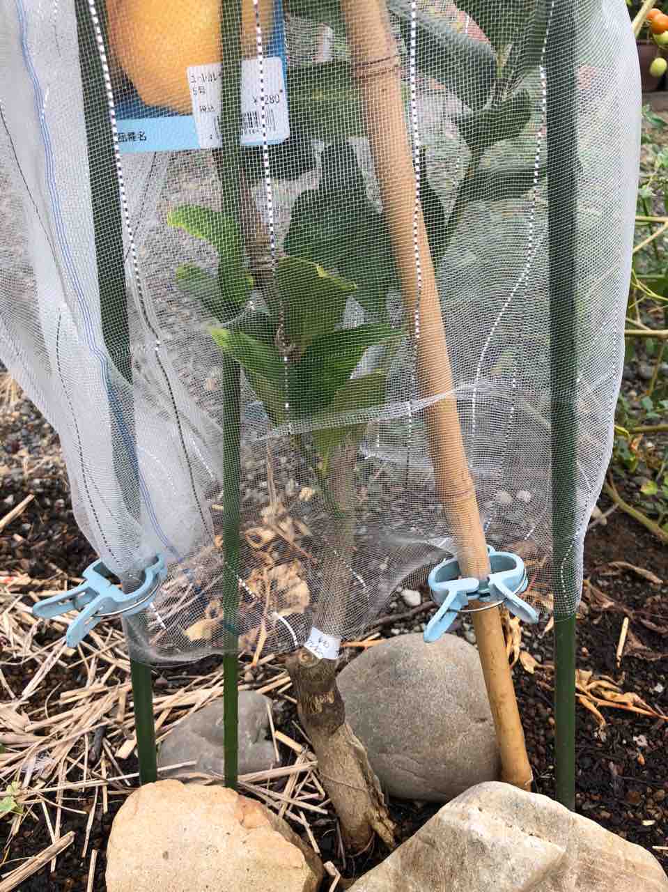 ハモグリバエ対策 レモンに防虫ネット でぶねこ農園 ベランダで育てるおいしい果樹