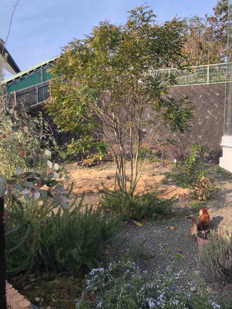 芝生の成長 22年3月 6月 でぶねこ農園 ベランダで育てるおいしい果樹