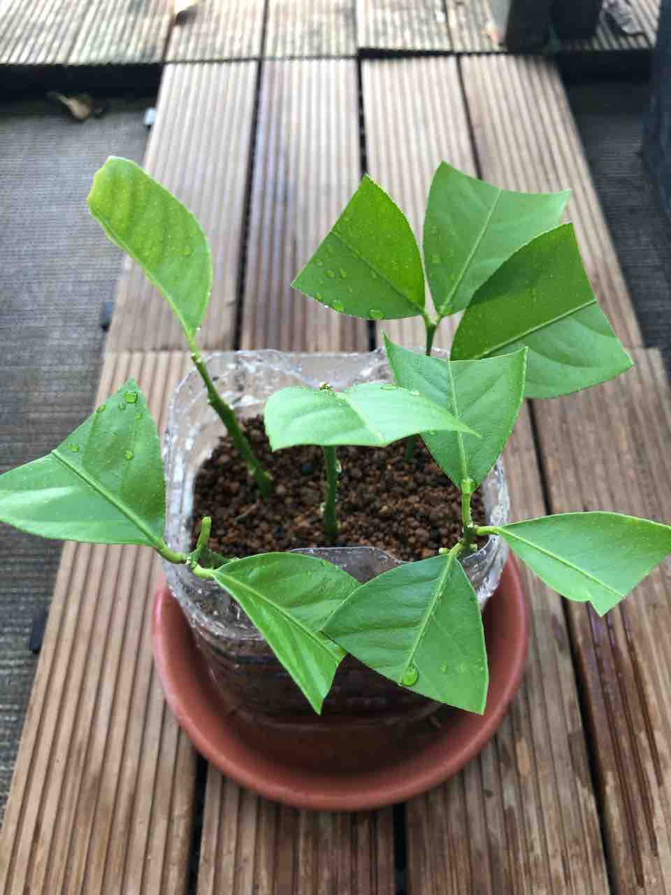 レモンの緑枝挿し でぶねこ農園 ベランダで育てるおいしい果樹