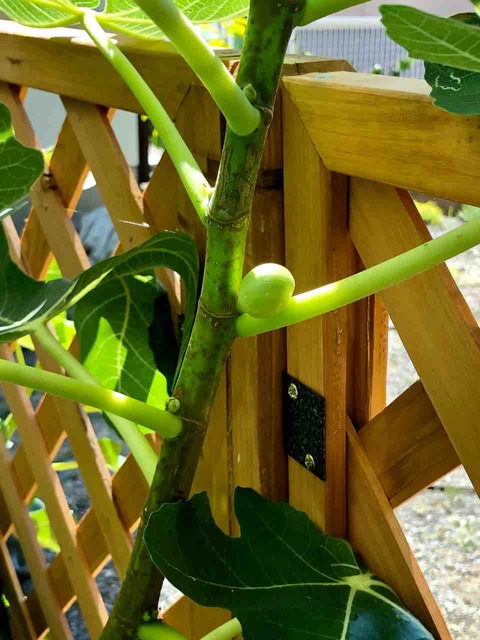 畑 イチジクに実がなってる でぶねこ農園 ベランダで育てるおいしい果樹