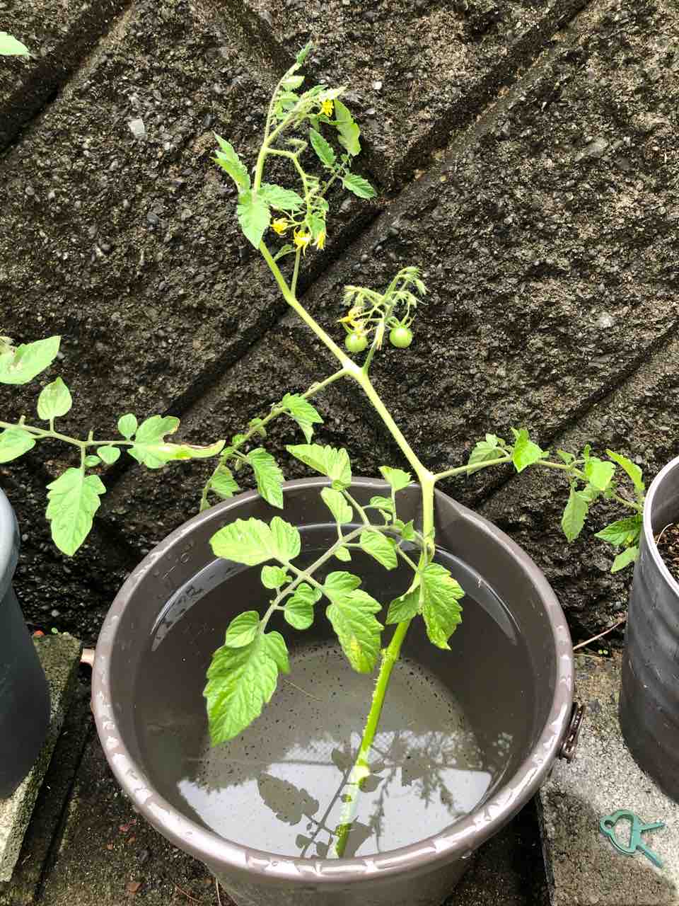 秋トマト収穫を目指して ミニトマトの脇芽挿し でぶねこ農園 ベランダで育てるおいしい果樹