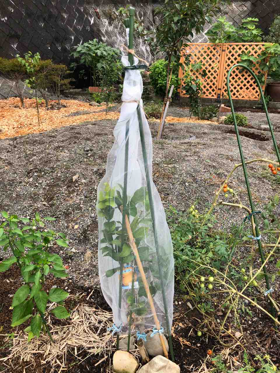 ハモグリバエ対策 レモンに防虫ネット でぶねこ農園 ベランダで育てるおいしい果樹 ハモグリバエ対策 レモンに防虫ネット でぶねこ農園 ベランダで育てるおいしい果樹