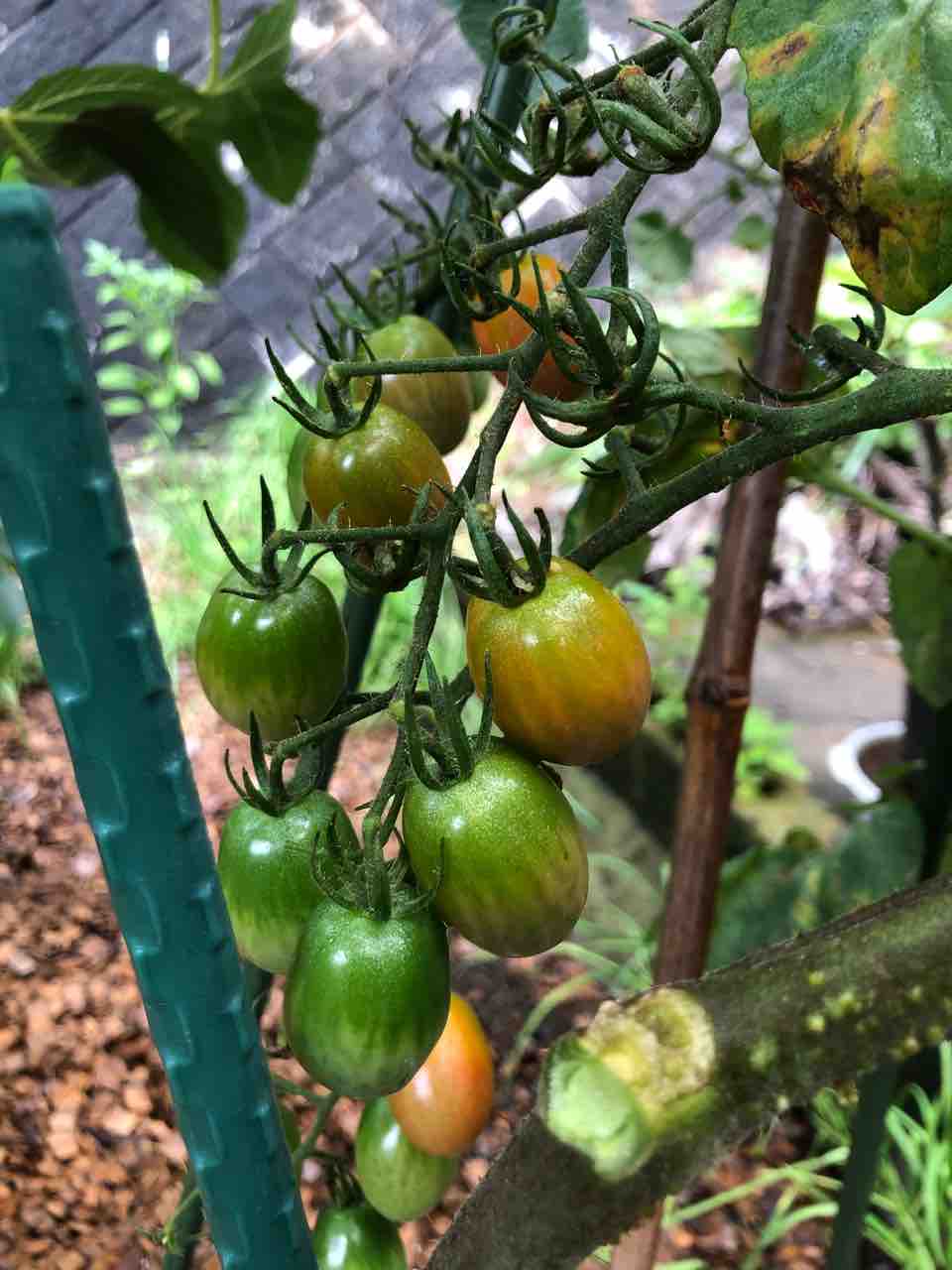 ミニトマト 純あま 7 11 でぶねこ農園 ベランダで育てるおいしい果樹