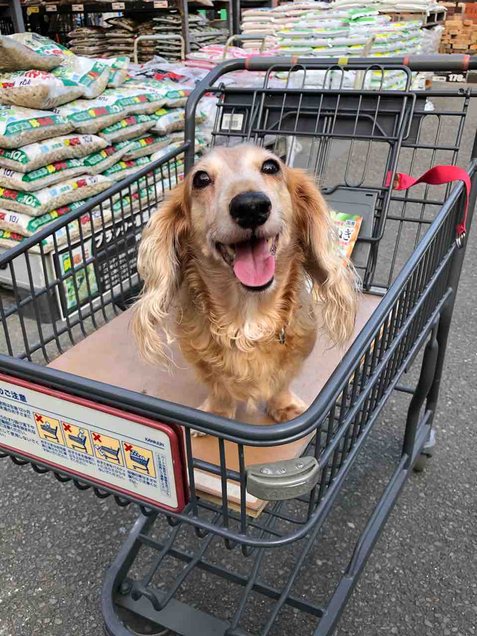 ホーム玉ねぎ 球根をゲット でぶねこ農園 ベランダで育てるおいしい果樹