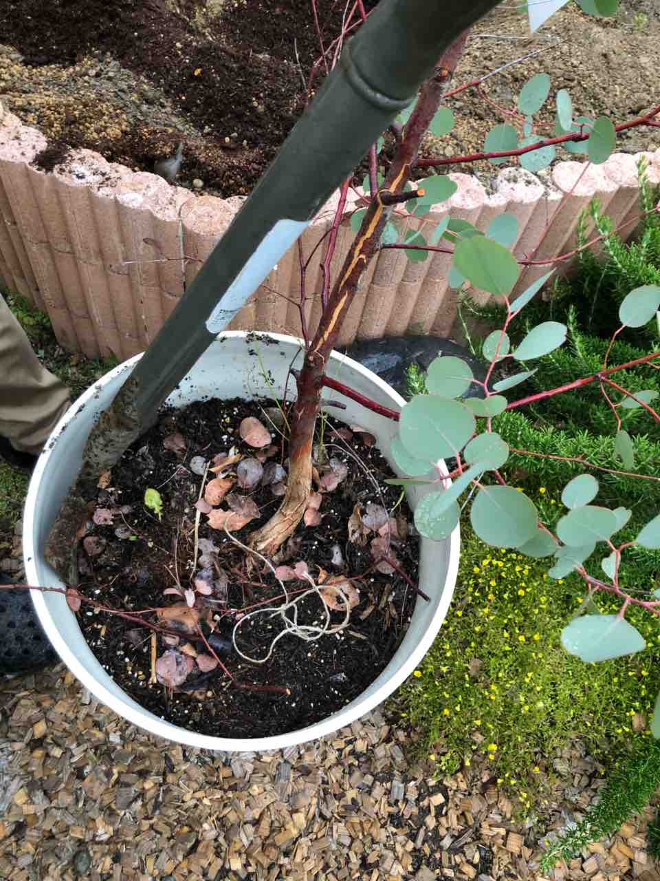 ユーカリの植え替え でぶねこ農園 ベランダで育てるおいしい果樹 ユーカリの植え替え でぶねこ農園 ベランダで育てるおいしい果樹