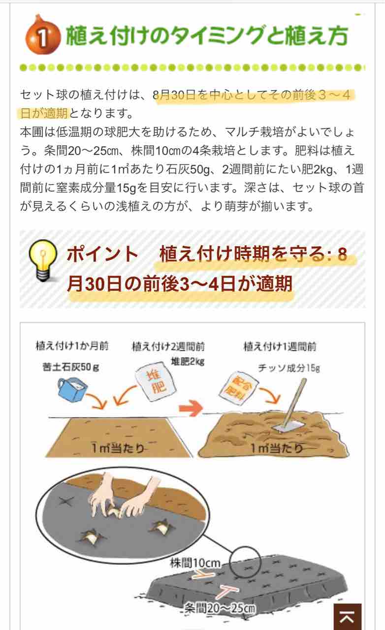 ホーム玉ねぎ 植えつけ準備 でぶねこ農園 ベランダで育てるおいしい果樹 ホーム玉ねぎ 植えつけ準備 でぶねこ農園 ベランダで育てるおいしい果樹