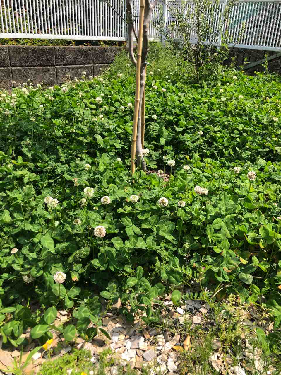 盛ったクローバーを刈る でぶねこ農園 ベランダで育てるおいしい果樹 盛ったクローバーを刈る でぶねこ農園 ベランダで育てるおいしい果樹