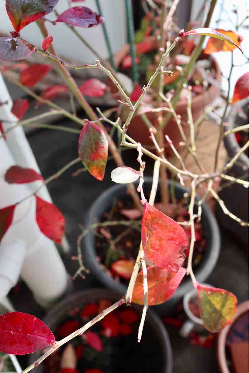 冬なのに落葉しないブルーベリー でぶねこ農園 ベランダで育てるおいしい果樹