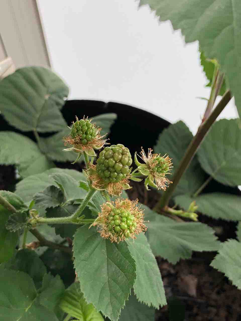 今日のラズベリー 3個収穫 累計80 でぶねこ農園 ベランダで育てるおいしい果樹