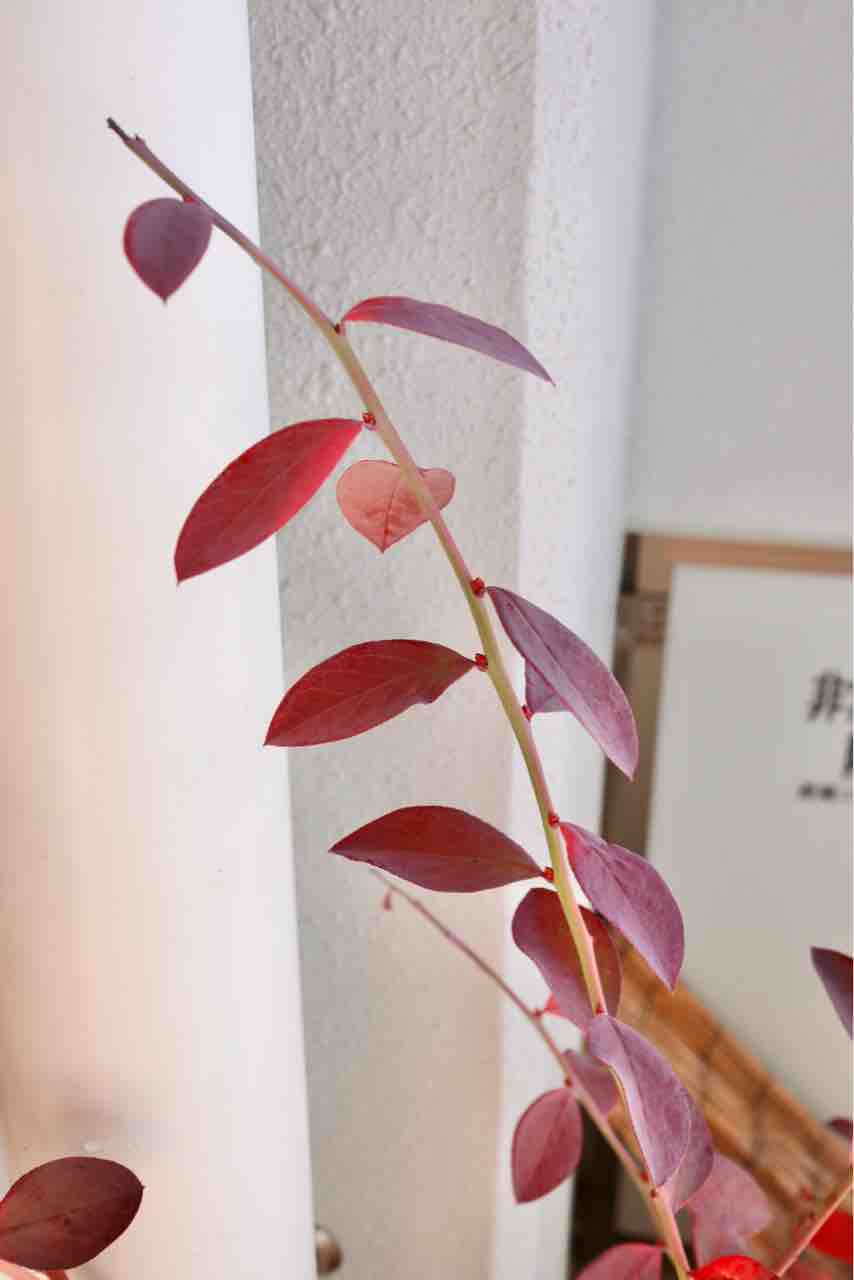 冬なのに落葉しないブルーベリー でぶねこ農園 ベランダで育てるおいしい果樹