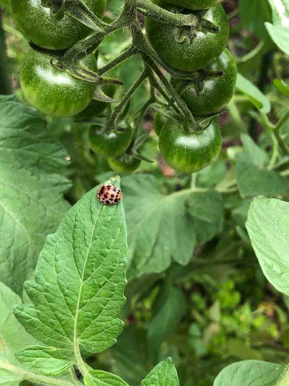 テントウムシダマシの被害と対策 ミニトマト でぶねこ農園 ベランダで育てるおいしい果樹