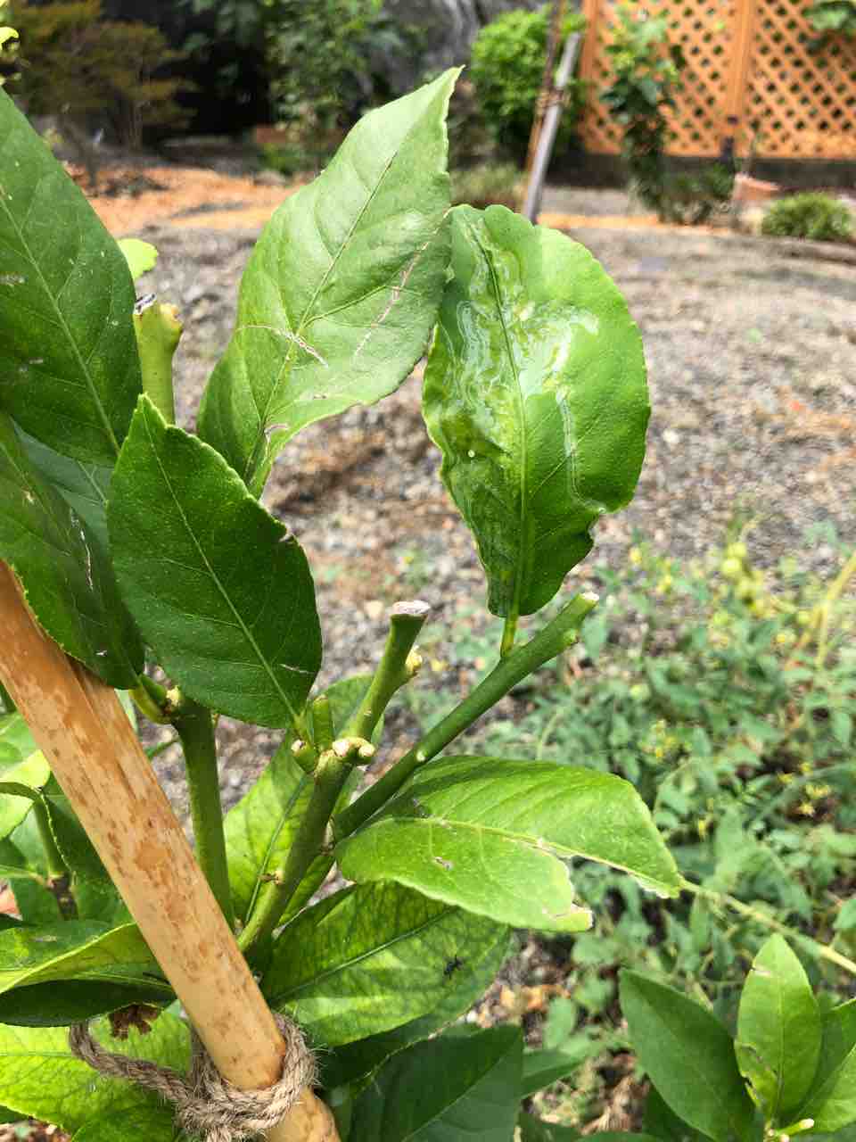 ハモグリバエ対策 レモンに防虫ネット でぶねこ農園 ベランダで育てるおいしい果樹