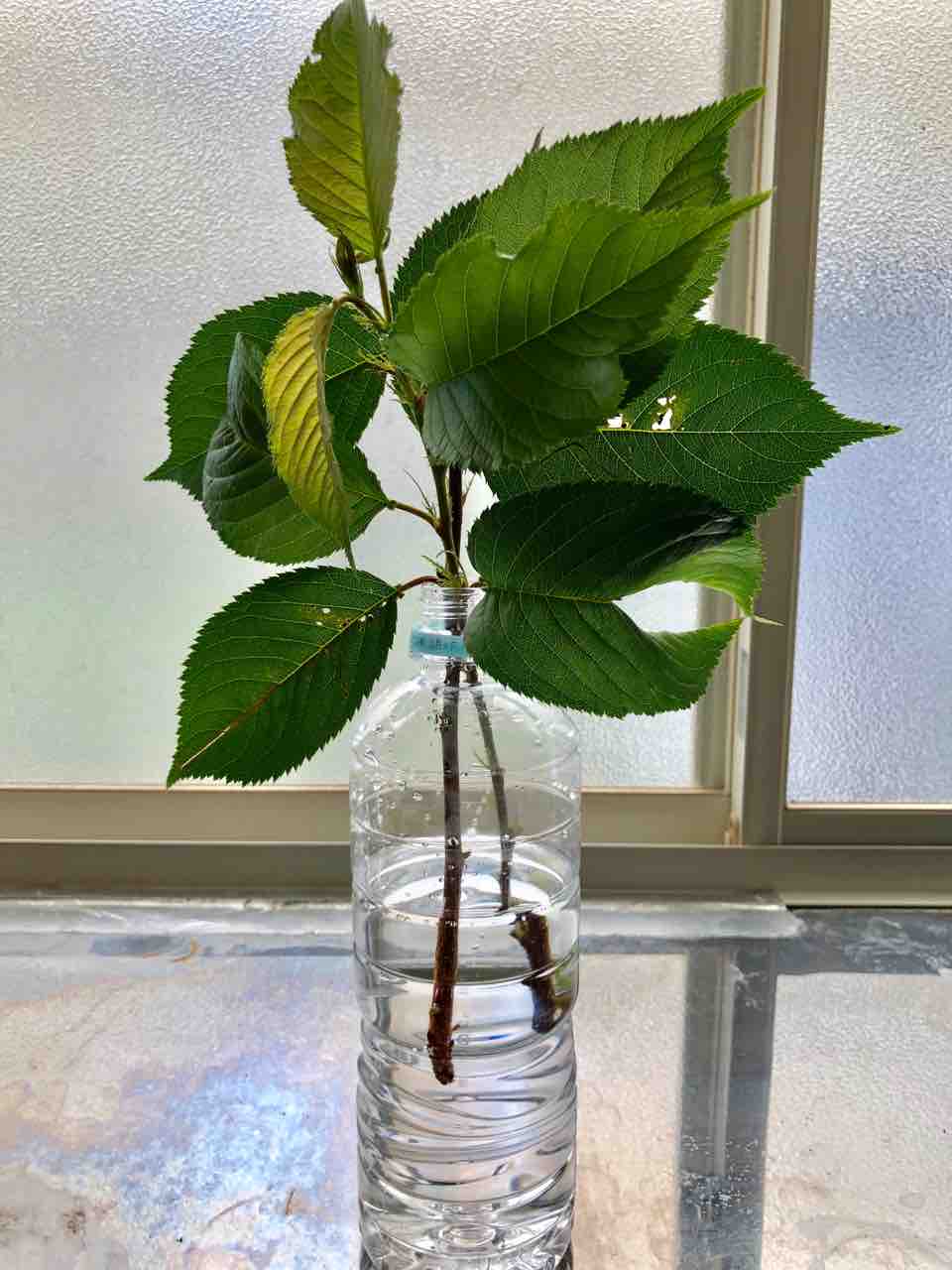 ソメイヨシノを挿し木してみた 挿し床作り でぶねこ農園 ベランダで育てるおいしい果樹 ソメイヨシノを挿し木してみた 挿し床作り でぶねこ農園 ベランダで育てるおいしい果樹