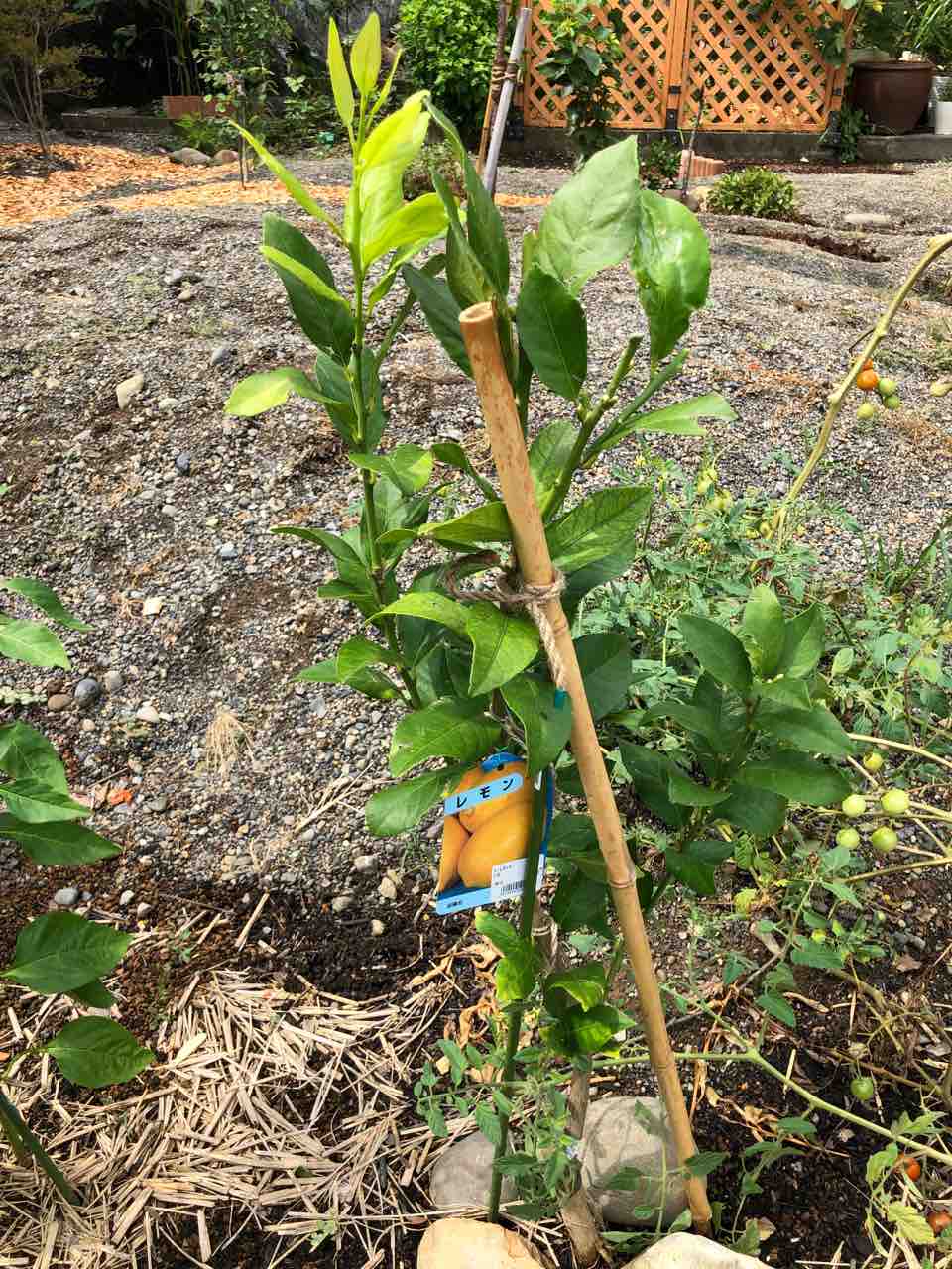 ハモグリバエ対策 レモンに防虫ネット でぶねこ農園 ベランダで育てるおいしい果樹 ハモグリバエ対策 レモンに防虫ネット でぶねこ農園 ベランダで育てるおいしい果樹