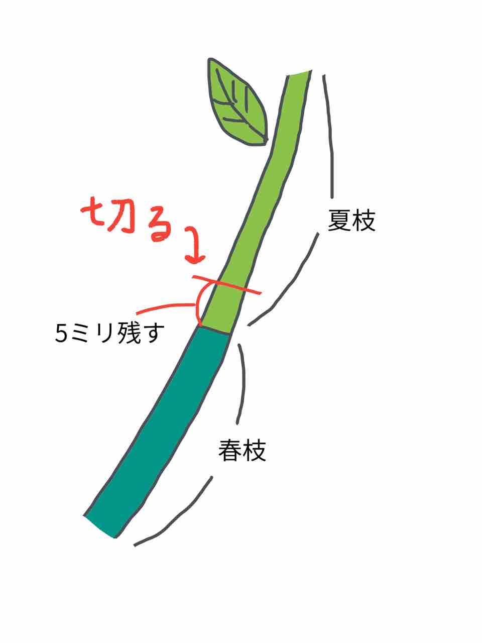 プロの技 レモンの夏枝の剪定 でぶねこ農園 ベランダで育てるおいしい果樹