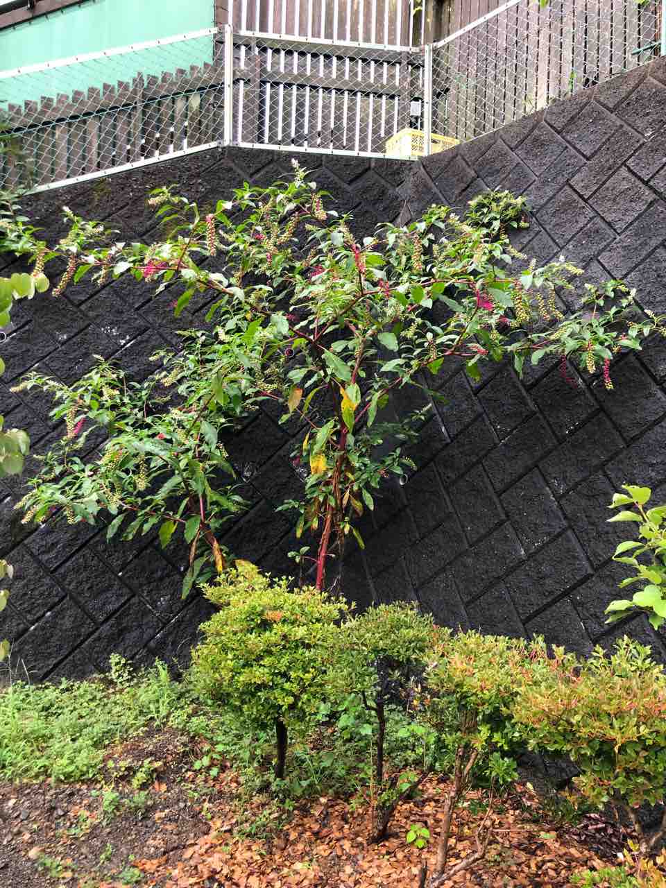 名前のわからない植物が巨木化 でぶねこ農園 ベランダで育てるおいしい果樹 名前のわからない植物が巨木化 でぶねこ農園 ベランダで育てるおいしい果樹