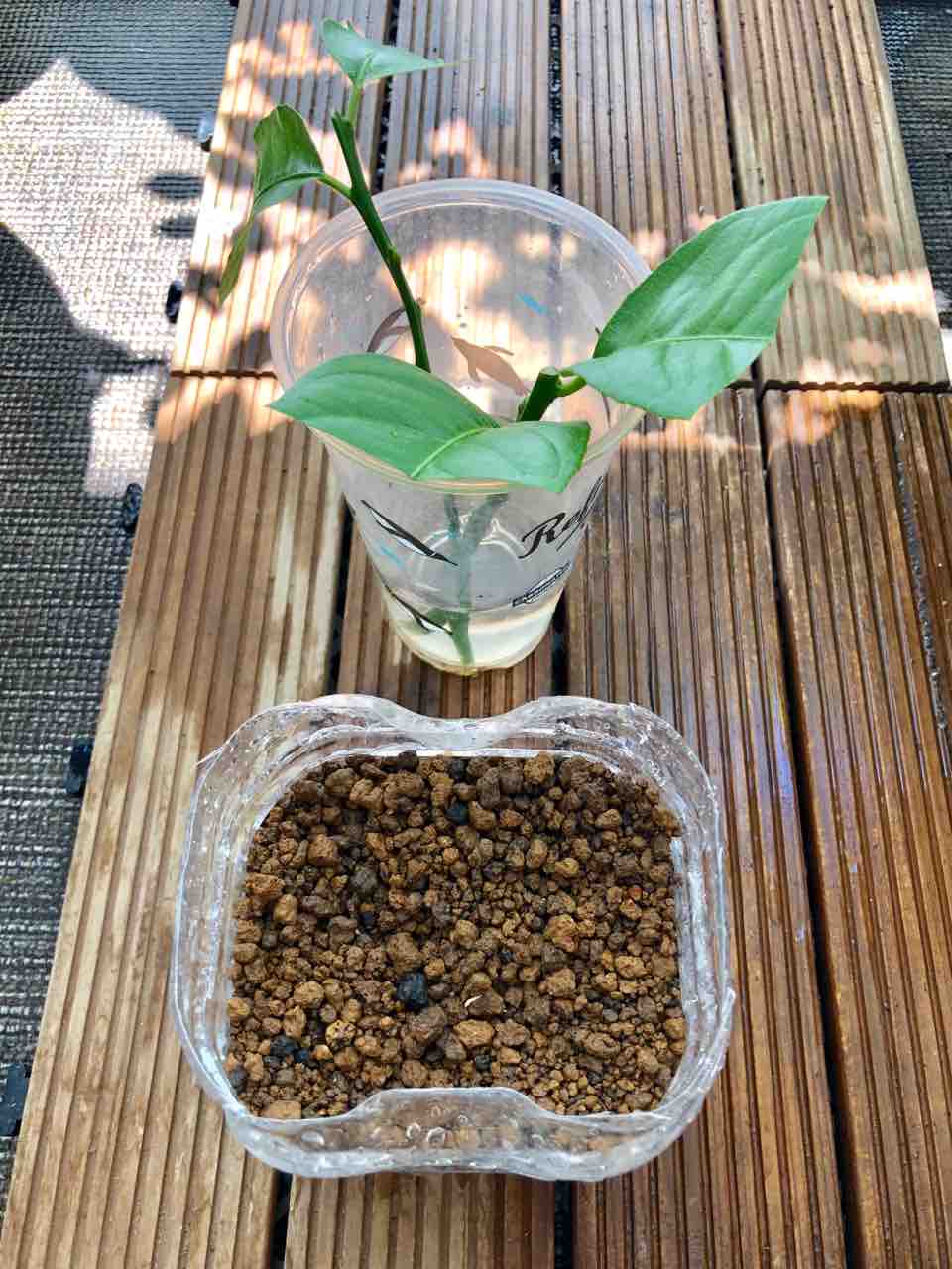 レモンの緑枝挿し でぶねこ農園 ベランダで育てるおいしい果樹