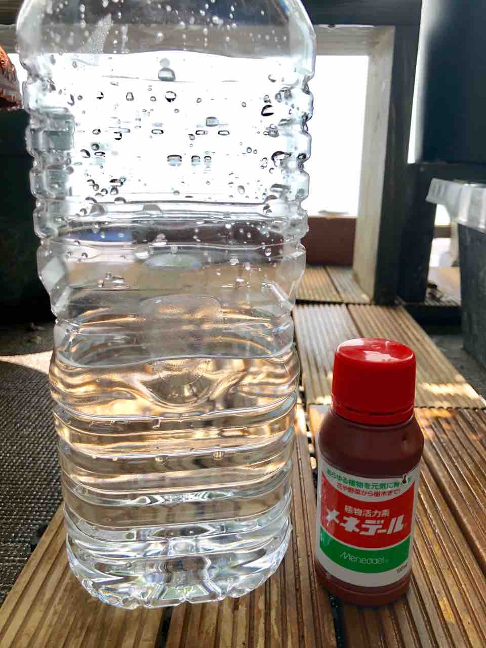 レモンの緑枝挿し でぶねこ農園 ベランダで育てるおいしい果樹