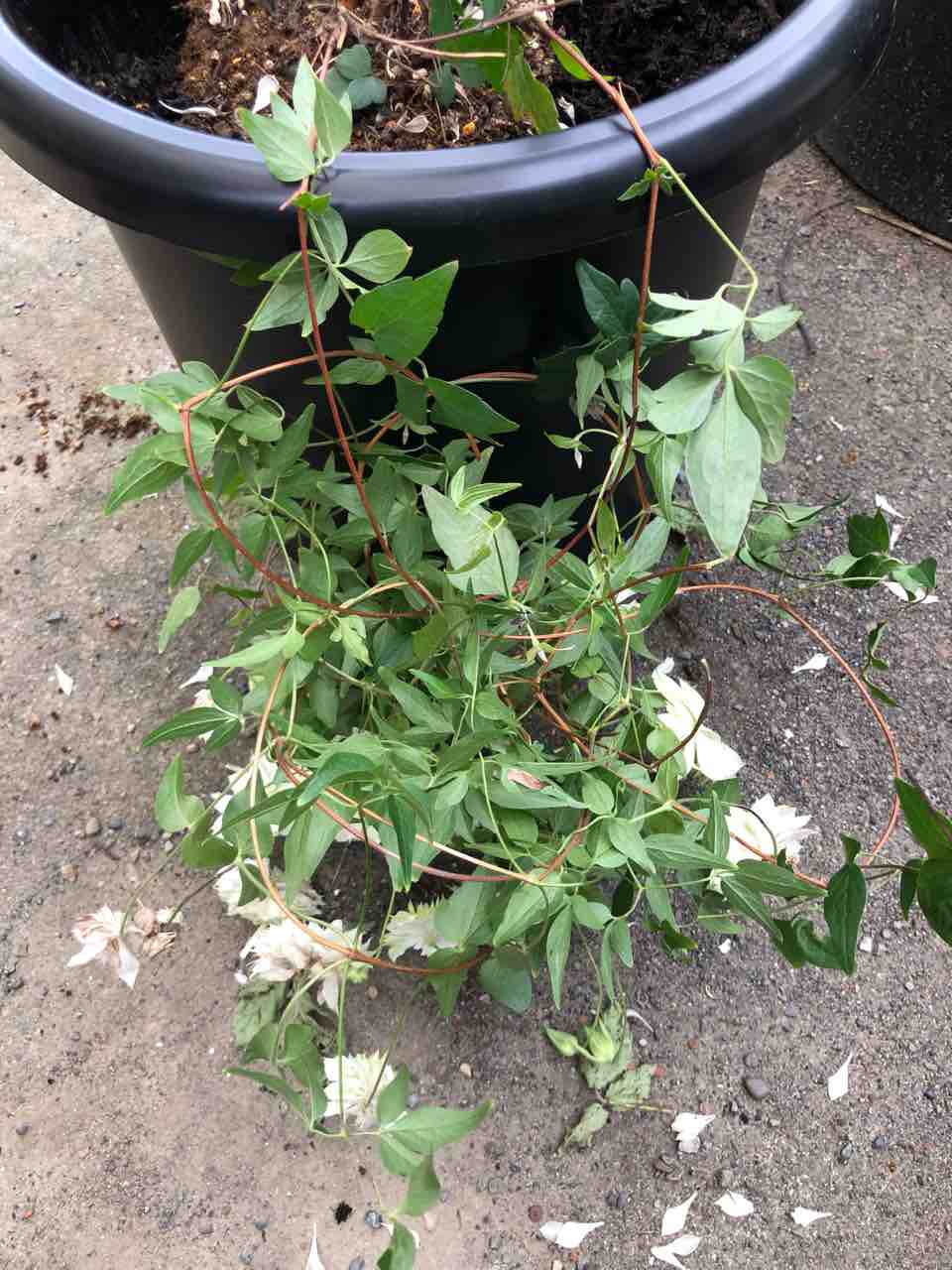 こんがらがってる クレマチスの仕立て直し でぶねこ農園 ベランダで育てるおいしい果樹