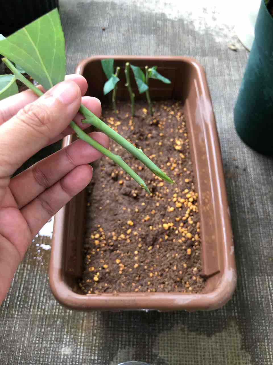 ブルーベリーの夏季剪定 緑枝挿し ウッダード でぶねこ農園 ベランダで育てるおいしい果樹