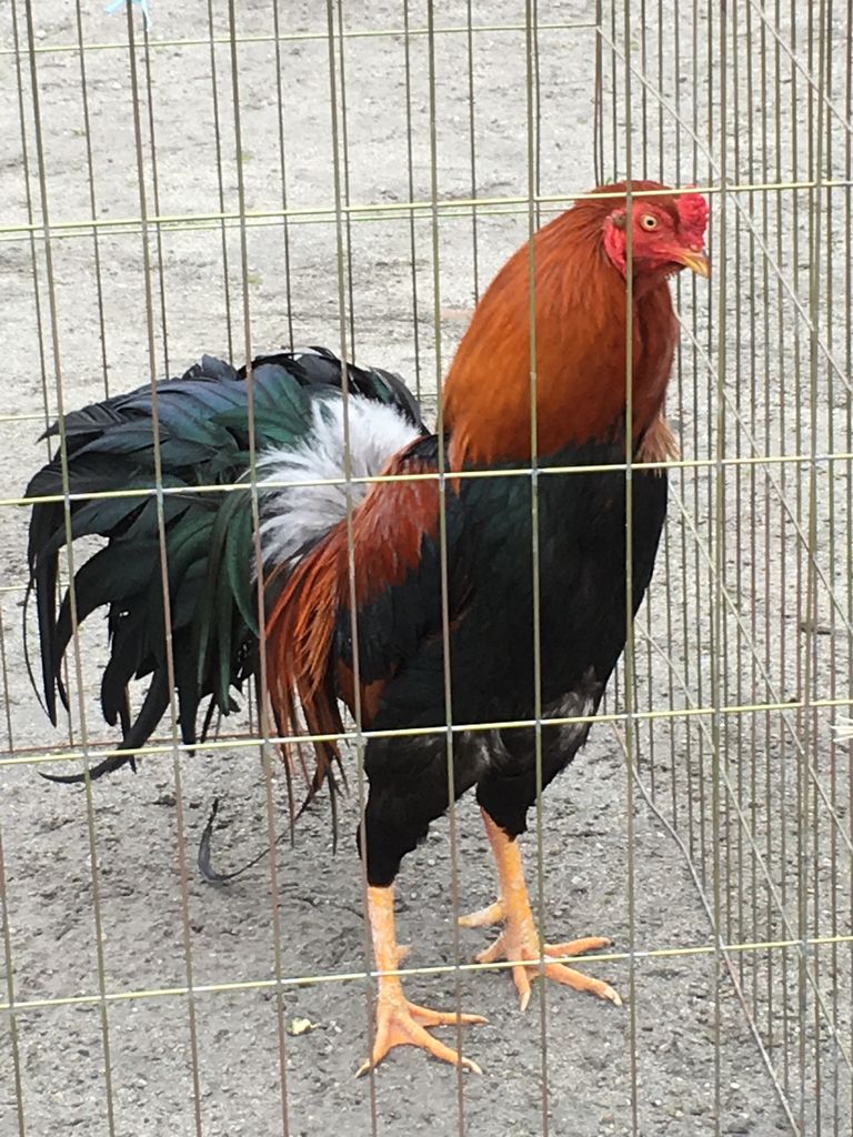 薩摩鳥の品評会です 5人娘の地下足袋親父