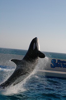 シャチの写真 忘れてた 海にまつわるエトセトラ