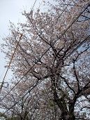 宮前公園の桜