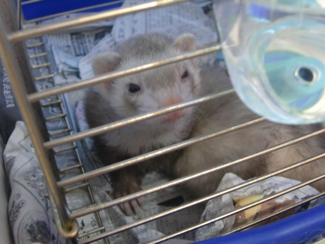 feretto