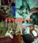 �ߥ륳�ȥ���