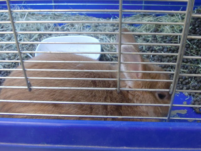 rabbit