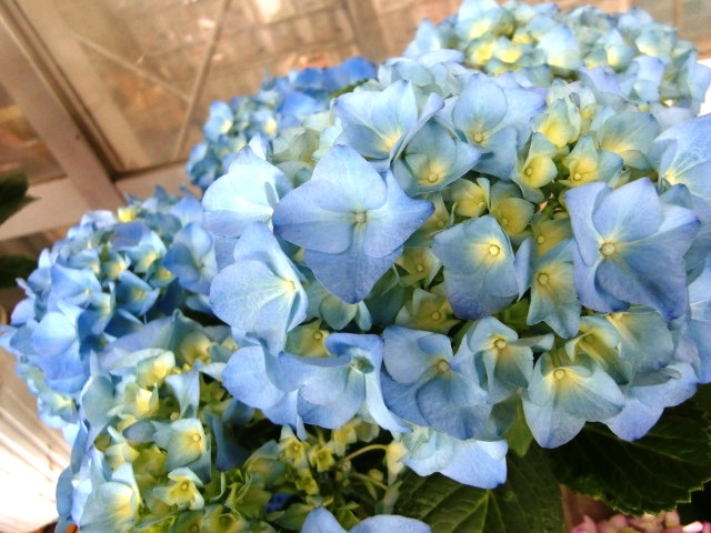 ohana
