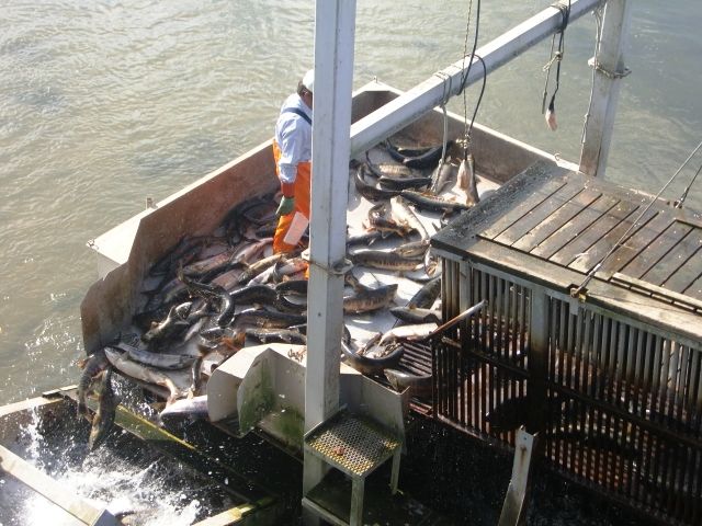 十勝釧路管内さけます増殖事業協会 親魚捕獲施設 猿別川 Wing Blog 帯広 十勝のラジオ局 Fm Wingのblog