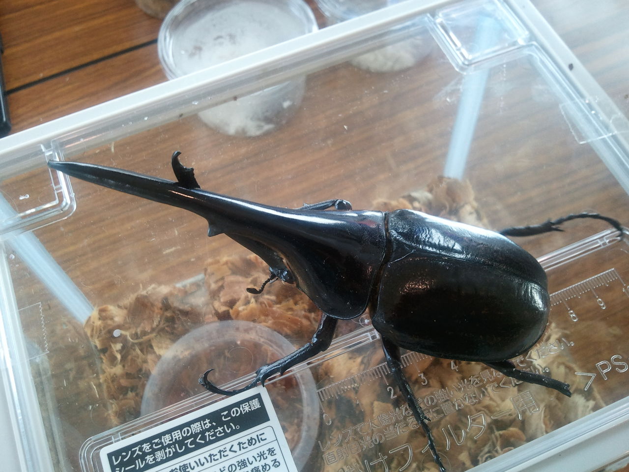 ネッツトヨタ釧路ふみぞの店にて夏祭り もちまき カブトムシ fmくしろパーソナリティ 桶谷武志 ブログ 人生送りバント ネッツトヨタ釧路ふみぞの店にて夏祭り もちまき カブトムシ fmくしろパーソナリティ 桶谷武志 ブログ 人生送りバント