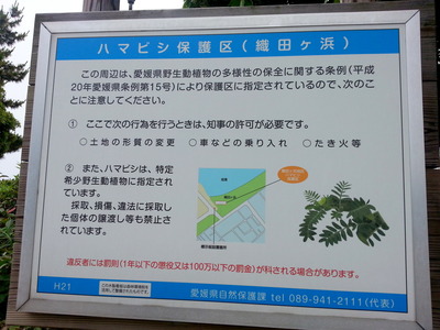 ハマビシ看板