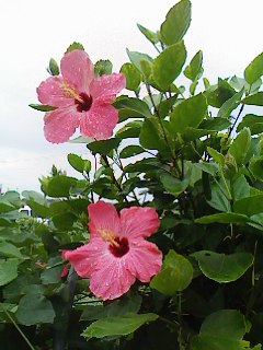 なりやまあやぐまつり 与那覇光秀の明るい農村