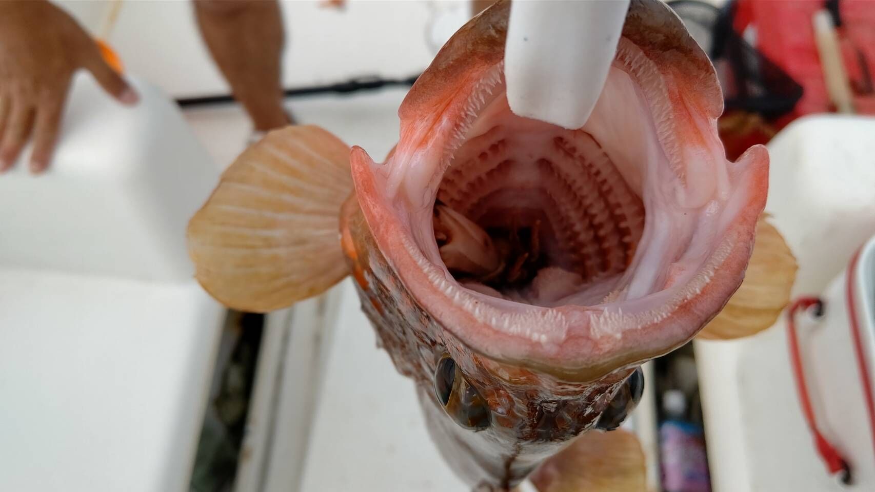 根魚釣りに行ってきました 狙いはアコウ キジハタ アラカブ にわかアウトドア 根魚釣りに行ってきました 狙いはアコウ キジハタ アラカブ にわかアウトドア