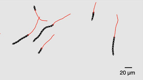 【驚愕】人間の髪の毛より小さい「ロボット」が3Dプリントで爆誕ｗｗｗ