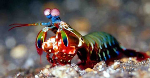 【衝撃】シャコ、時速80kmパンチで拳を傷つけない驚異の秘密が判明ｗｗｗ