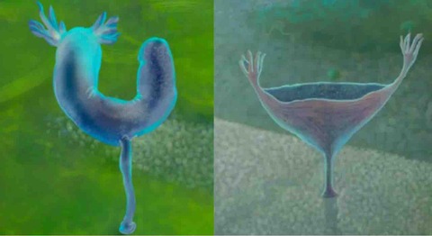 【古生物】カンブリア爆発前にすでに多様な動物はいた――古代のヘンテコ動物の化石を発見