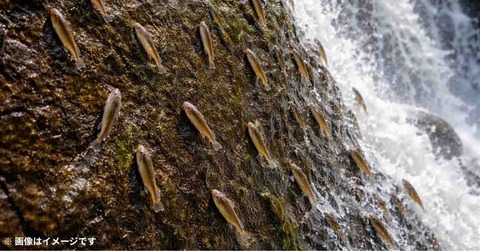 【驚愕】垂直の滝を「10時間かけて登り切る魚」の撮影に成功ｗｗｗ