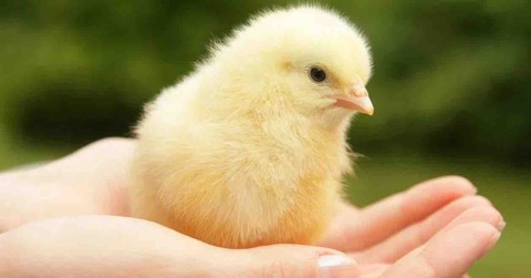 【朗報】ヒヨコさん、人間に撫でられると『幸せ』を感じていたｗｗｗ