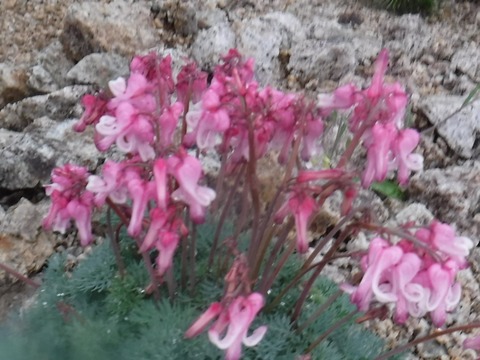 DSCF8600-1
