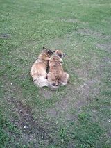 犬