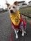 愛犬と一緒に地域貢献はいかが～和歌山で広がる「防犯パトロール犬」の取り組み