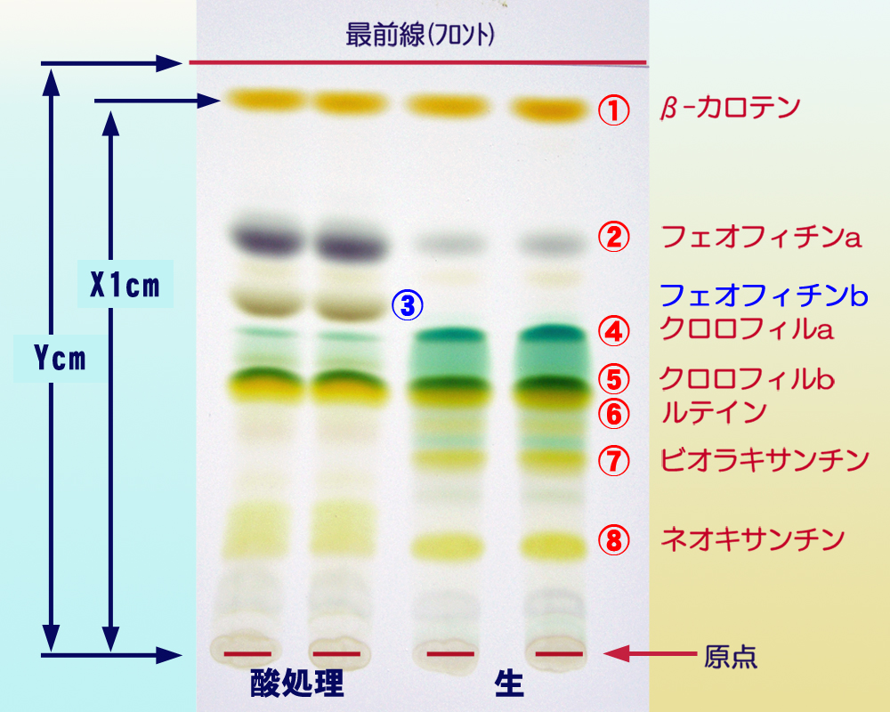 食品学実験1 5回目 天然色素に関する実験2 ブログ De 授業 21