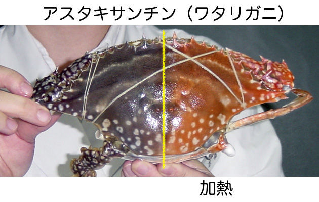 管理10a 食品実1 4回目 天然色素に関する実験2 16配布 ブログ De 授業 21 管理10a 食品実1 4回目 天然色素に関する実験2 16配布 ブログ De 授業 21