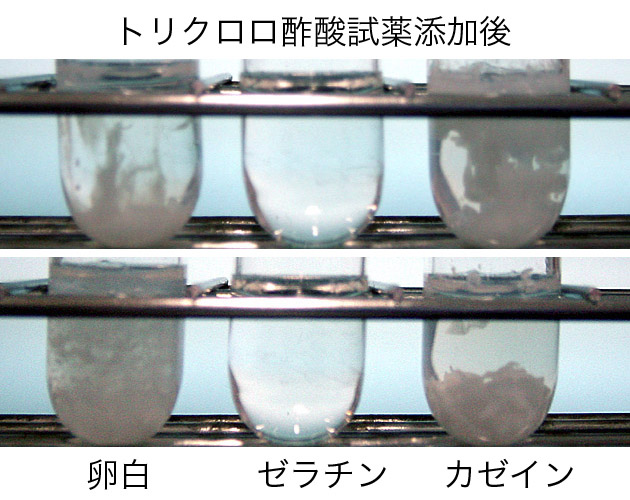 食品学実験2 栄1 タンパク質の定性実験 ブログ De 授業 21