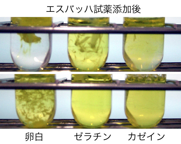 食品学実験2 栄1 タンパク質の定性実験 ブログ De 授業 21