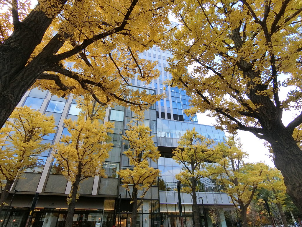 銀座でも札幌でも人気の椿サロン 札幌 ぶらり ふらり西やら東やら 美味しいもの探し2nd 銀座でも札幌でも人気の椿サロン 札幌 ぶらり ふらり西やら東やら 美味しいもの探し2nd