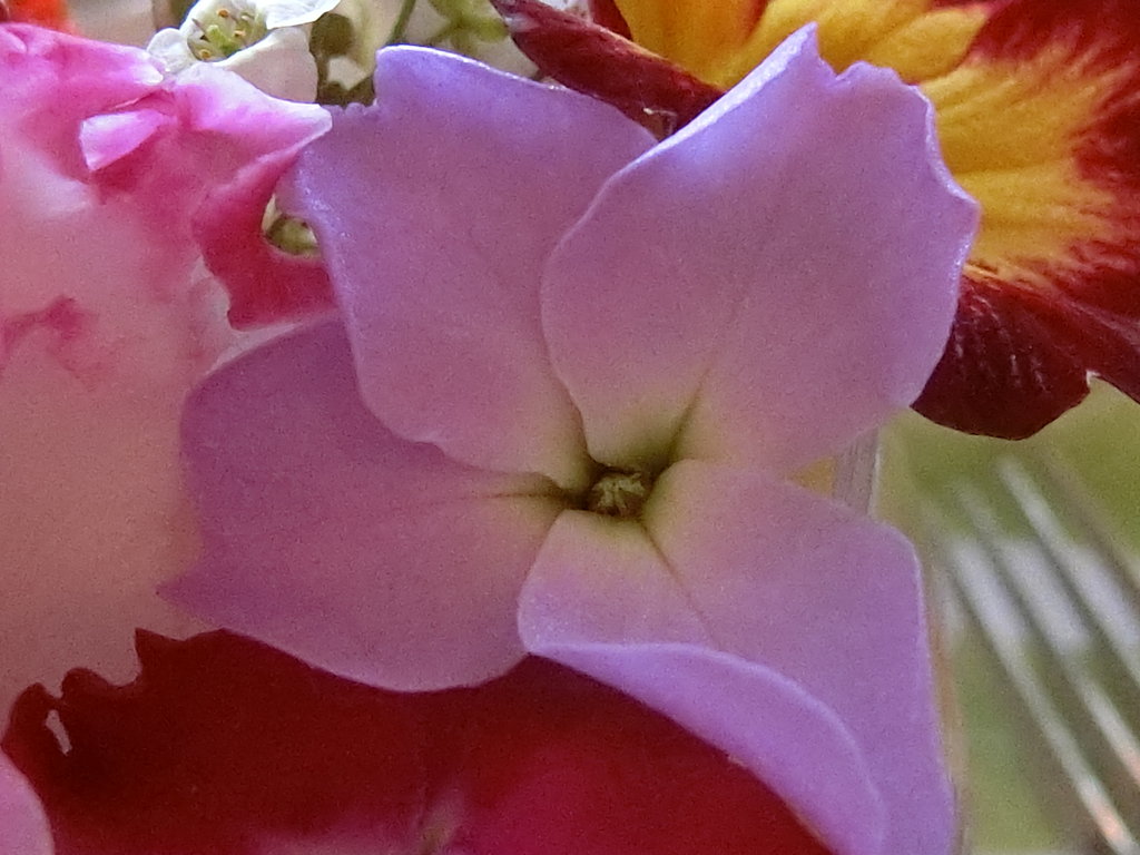 見て良し食べて美味しの食用花とイチゴのパフェ 元町 中華街 ぶらり ふらり西やら東やら 美味しいもの探し2nd 見て良し食べて美味しの食用花とイチゴのパフェ 元町 中華街 ぶらり ふらり西やら東やら 美味しいもの探し2nd